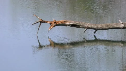Dead tree lying in the pond Stock Footage 144907143