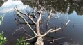 Dead tree lying in water with hunting dragonflies HD Footage