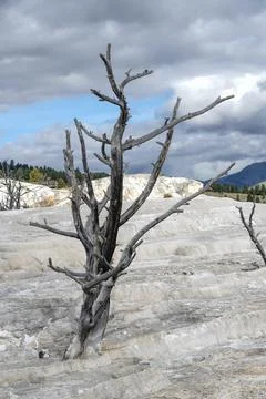 Dead Tree at Mammoth Hot Springs Stock Photos