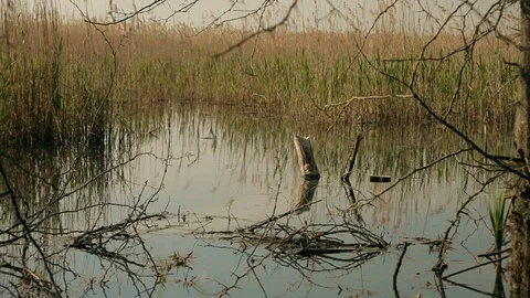 Dead Tree in Marsh Stock Footage 78001301