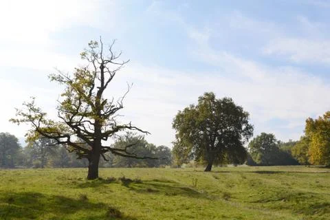 Dead tree in the meadow in early fall Stock Photos