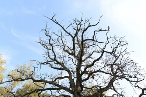Dead tree in the meadow in early fall Stock Photos
