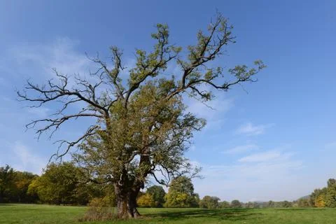 Dead tree in the meadow in early fall Stock Photos