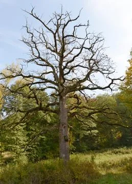 Dead tree in the meadow in early fall Stock Photos
