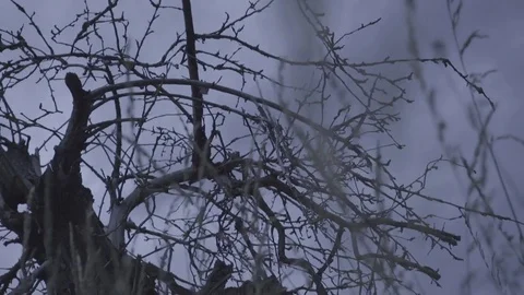 Dead tree on meadow Stock Footage