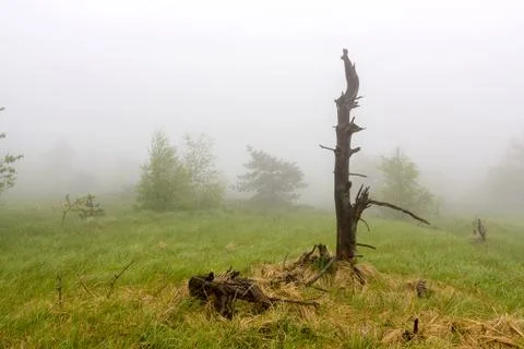 Dead tree on meadow Stock Photos