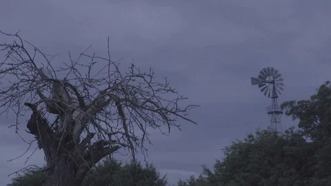 Dead tree on meadow with pinwheel Stock Footage 80279402