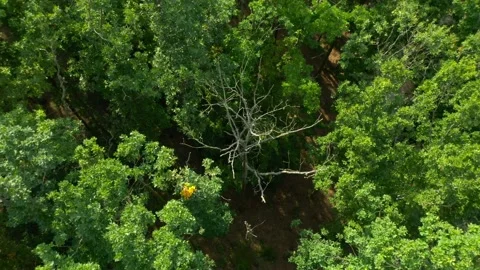 Dead tree in the middle of a deciduous forest. Stock Footage 160981942