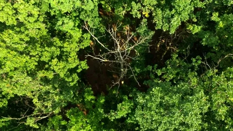 Dead tree in the middle of a deciduous forest. Stock Footage 160982112
