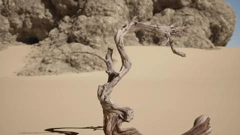 A dead tree in the middle of a desert Stock Illustration