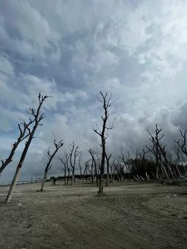 Dead Tree middle in the desert Stock Photos