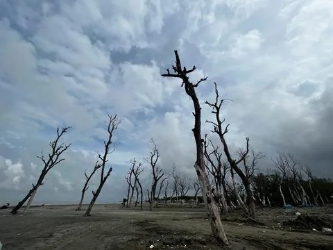 Dead Tree middle in the desert Foto stock