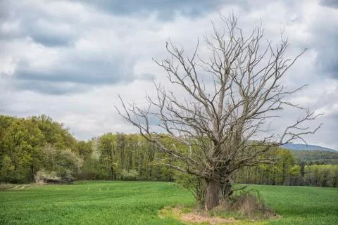 Dead tree in the middle of the field with spring colored trees Stock Photos