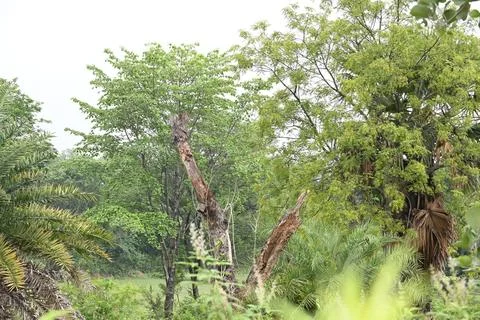 A Dead Tree in the middle of the forest. Stock Photos