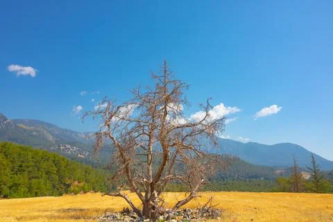Dead tree in the middle of the grain field. Ecology or ecosystem background Foto stock