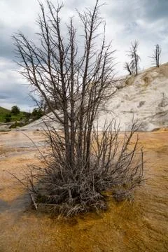 Dead tree in the middle of a hot spring in Mammoth Hot Springs terraces in Ye Stock Photos