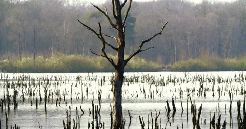 Dead tree in the middle of a lake at Netherlands wetland 库存影片 49100421
