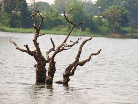 A dead tree in the middle of a lake Stock Photos