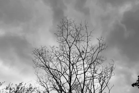 Dead Tree Moody Sky Background black and White Stock Photos