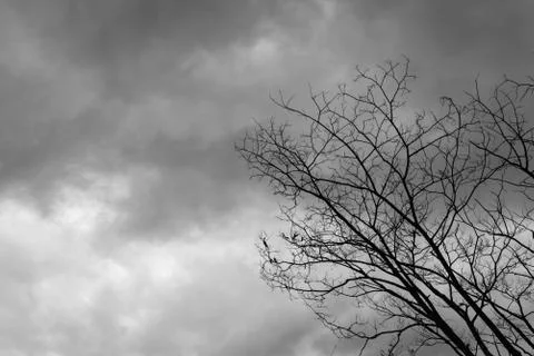 Dead Tree Moody Sky Background black and White Stock Photos