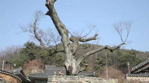 Dead tree in the mountain Stock Footage 310079893