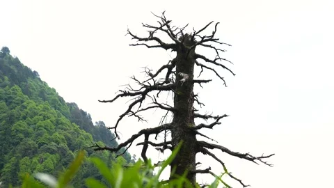 Dead tree in a mountain landscape Stock Footage 340450818