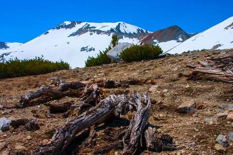 Dead tree on the mountain ridge in lassen volcanic park. Stock Photos
