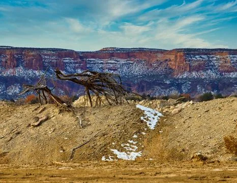 Dead tree on a mountain side Fotos Stock