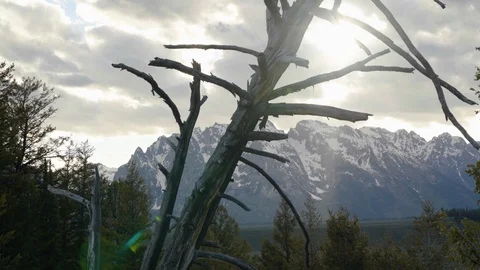 Dead Tree with Mountains in Background by Aerial Drone Vídeo Stock 87220081