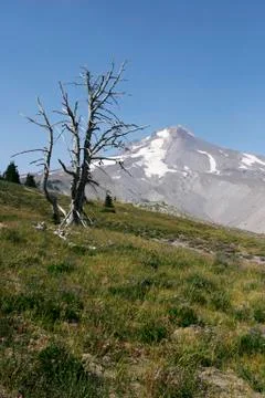 Dead tree on mt hood Stock Photos