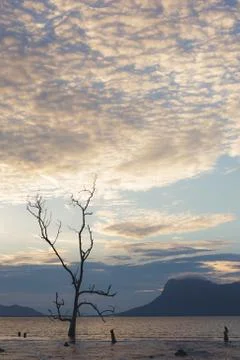 Dead tree in muddy beach at twilight Stock Photos
