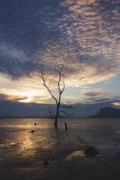 Dead tree in muddy beach at twilight Stock Photos