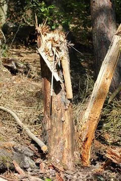 A Dead tree in a natural forest environment Stock Photos