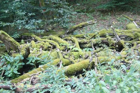 A Dead tree in a natural forest environment Stock Photos