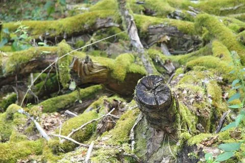 A Dead tree in a natural forest environment Stock Photos