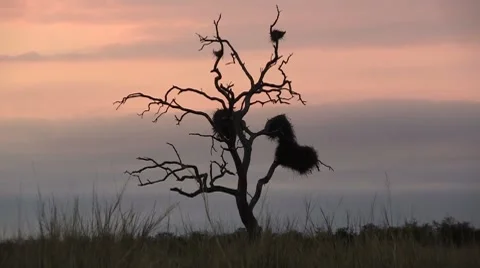 Dead tree with nests Stock Footage 8571946