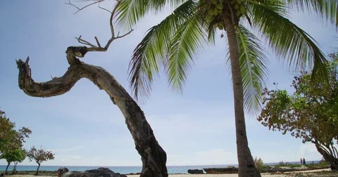 Dead tree next to coconut palm in front of Smiths Cove Beach Stock Footage 80291369