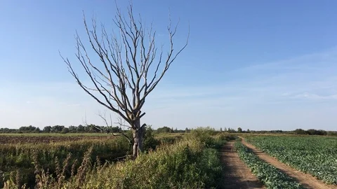 Dead tree next to the road. tree in the fields. wind noise. noise of nature. Stock Footage 95598022