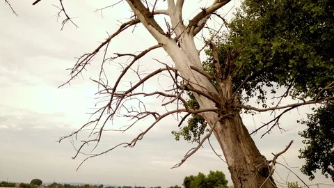 Dead tree next to the young and green Stock Footage 91178310