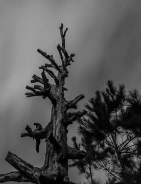 Dead tree at night  写真素材