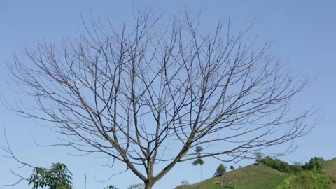 Dead tree with no leafs with sky background Video stock 313311492