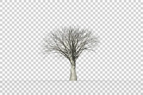 Dead tree with no leaves Stock Illustration