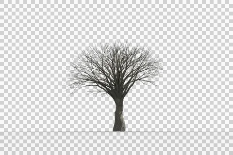Dead tree with no leaves Stock Illustration