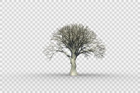Dead tree with no leaves Stock Illustration