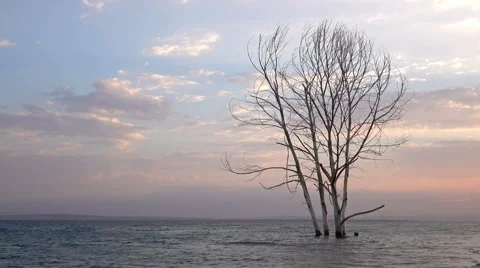 Dead tree in ocean under sunset clouds with copy space Stock Footage