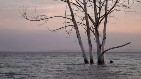 Dead tree in ocean under sunset clouds with copy space Stock Footage 73299603