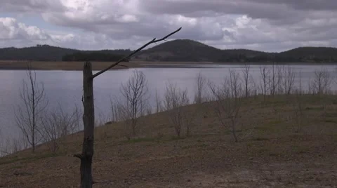 Dead tree with open water and hills Stock Footage 61510811