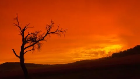 Dead tree with orange sky Stock Photos