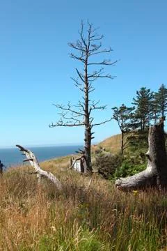 Dead tree on the Oregon coast. Stock Photos