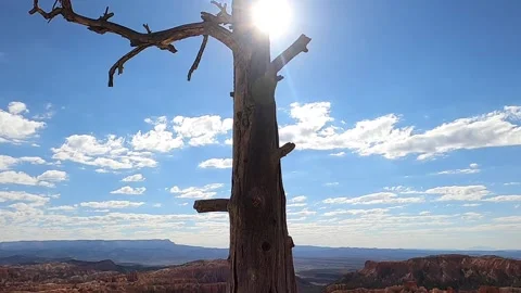 Dead tree overlooking Bryce Canyon Video stock 205732754
